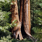 Our recent purchase of land helps protect the surrounding Giant Sequoia National Monument (pictured), home of some of the Earth's largest trees.