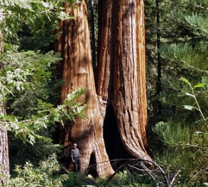 Our recent purchase of land helps protect the surrounding Giant Sequoia National Monument (pictured), home of some of the Earth's largest trees.