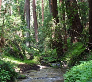 Portola Redwoods State Park. Photo by vrkrebs, Flickr Creative Commons