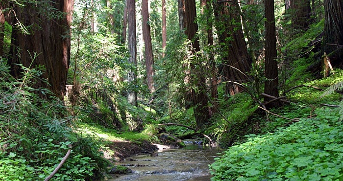We still need your help to keep Portola Redwoods State Park open. Photo by vrkrebs, Flickr Creative Commons