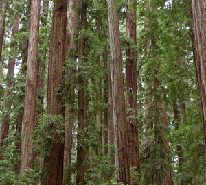 Your donations helped protect Hendy Woods State Park's magical ancient forest (pictured) by keeping the park open and by securing matching funds to repair water lines there.