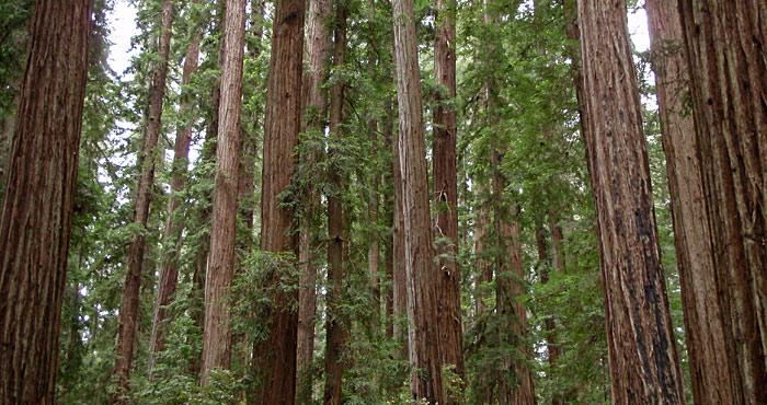 Your donations helped protect Hendy Woods State Park's magical ancient forest (pictured) by keeping the park open and by securing matching funds to repair water lines there.