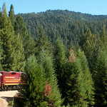 Noyo River Redwoods. Photo by Julie Martin