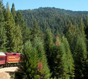 Noyo River Redwoods. Photo by Julie Martin