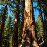 A League-funded project by Robert York and William Stewart of the University of California will contribute to the basic understanding of how giant sequoia forests like this one respond to disturbances such as fire. Photo by iriskh, Flickr Creative Commons