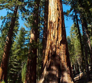 A League-funded project by Robert York and William Stewart of the University of California will contribute to the basic understanding of how giant sequoia forests like this one respond to disturbances such as fire. Photo by iriskh, Flickr Creative Commons