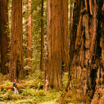 Our recent purchase of land off the Avenue of the Giants protects the view near the ancient redwoods around Pepperwood (pictured). Photo by Howard King