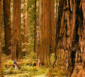 Our recent purchase of land off the Avenue of the Giants protects the view near the ancient redwoods around Pepperwood (pictured). Photo by Howard King