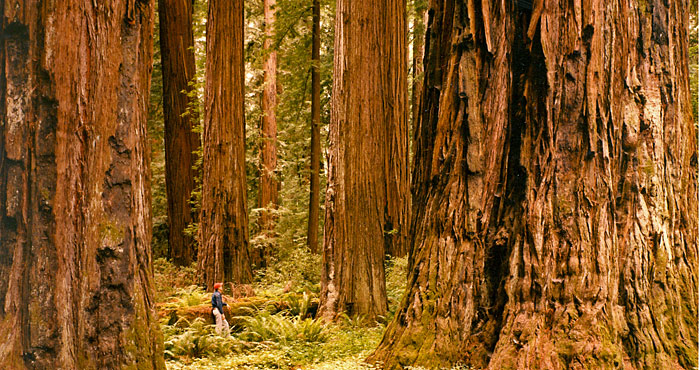 Our recent purchase of land off the Avenue of the Giants protects the view near the ancient redwoods around Pepperwood (pictured). Photo by Howard King.