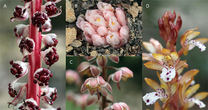 Four photos show closeups of red, white, pink and yellow mycotrophic flowers.