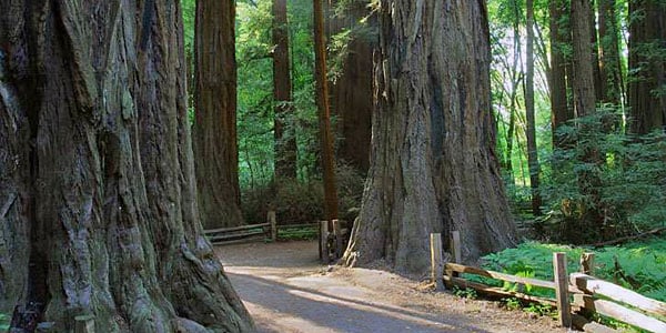 Henry Cowell Redwoods State Park. Photo by David Baselt, redwoodhikes.com