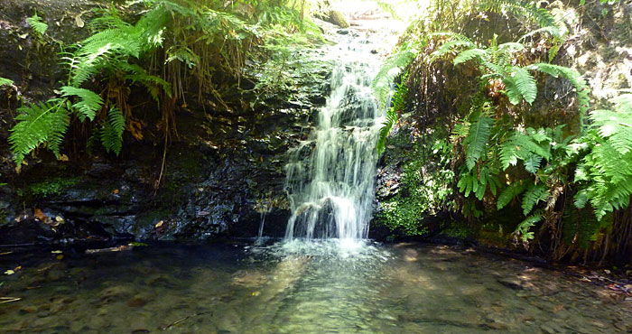 Tiptoe Falls is a treasure in Portola Redwoods State Park. Portola is among the parks on the closure list that we need your help to keep open for the next year and beyond.