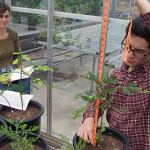 Researchers measure redwoods in experiments that are part of our effort to protect forests during rapid climate change. Photo by Anthony Ambrose