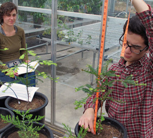 Researchers measure redwoods in experiments that are part of our effort to protect forests during rapid climate change. Photo by Anthony Ambrose