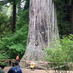 Big TreeÛ in Prairie Creek Redwoods State Park.