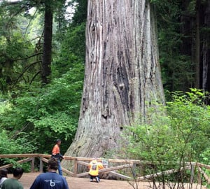 Big TreeÛ in Prairie Creek Redwoods State Park.