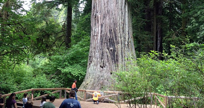 Big TreeÛ in Prairie Creek Redwoods State Park.
