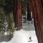 Snowshoeing in Sequoia and Kings Canyon National Parks. Photo by Patrn, Flickr Creative Commons