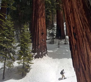 Snowshoeing in Sequoia and Kings Canyon National Parks. Photo by Patrn, Flickr Creative Commons