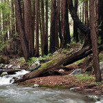 Your support of our Redwood Land Fund helps sustain magical redwood forests, clean water, imperiled wildlife, recreation and more. Photo by mikebaird, Flickr Creative Commons