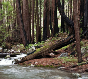 Your support of our Redwood Land Fund helps sustain magical redwood forests, clean water, imperiled wildlife, recreation and more. Photo by mikebaird, Flickr Creative Commons