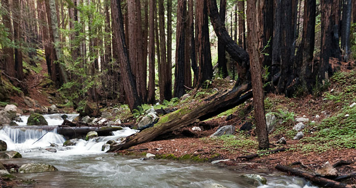 Your support of our Redwood Land Fund helps sustain magical redwood forests, clean water, imperiled wildlife, recreation and more. Photo by mikebaird, Flickr Creative Commons
