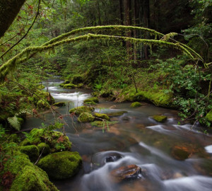 Waddell Creek, Big Basin Redwoods State Park. Photo by Michael Carl, Save the Redwoods League Photo Contest