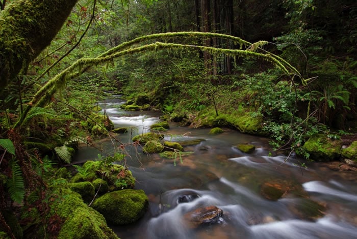 Waddell Creek, Big Basin Redwoods State Park. Photo by Michael Carl, Save the Redwoods League Photo Contest