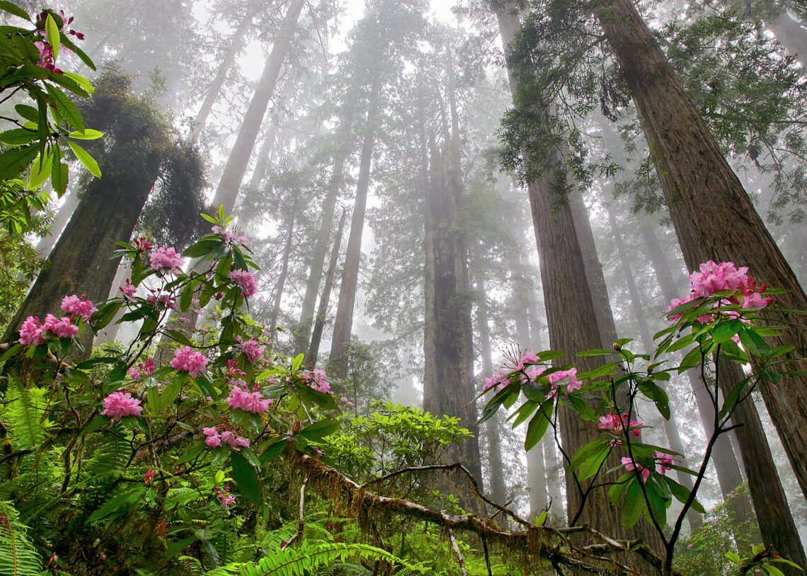 Pink rhododendrons bloom against a fog-filled redwood forest