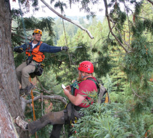 Scientists of the Redwoods and Climate Change Initiative study the coast redwood canopy in Redwood National and State Parks. Photo by Stephen C. Sillett