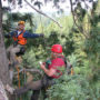 Scientists of the Redwoods and Climate Change Initiative study the coast redwood canopy in Redwood National and State Parks. Photo by Stephen C. Sillett