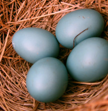 Robin eggs.