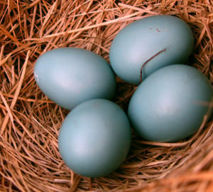Robin eggs.