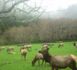 Elk caught on wildlife cameras at the Orick Mill site.