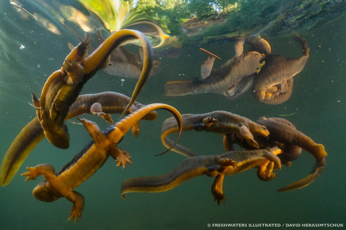 Rough-skinned Newts