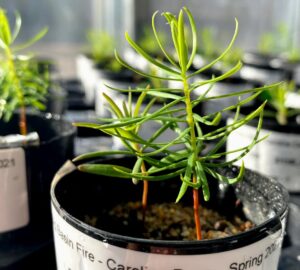 Young trees grow in a pot in the foreground. Other potted trees are in the background.