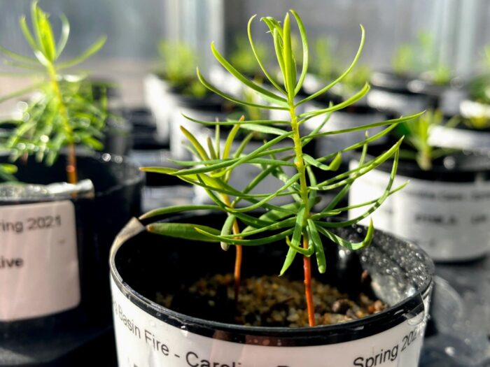 Young trees grow in a pot in the foreground. Other potted trees are in the background.