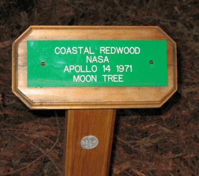 moon tree plaque