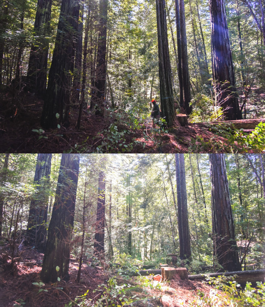 San Vicente Redwoods before restoration efforts (top); San Vicente Redwoods after selective thinning (bottom).