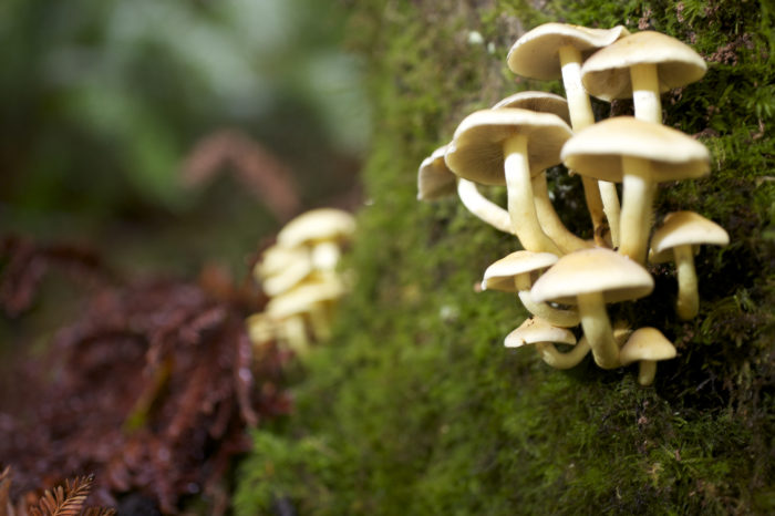 redwood mushrooms