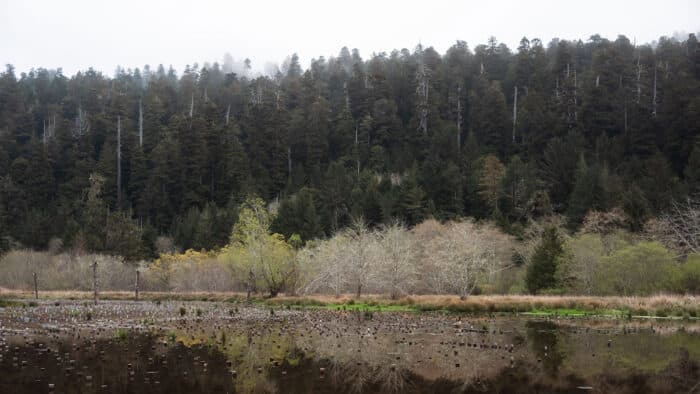 Ancient redwood groves overlooking the Prairie Creek floodplain