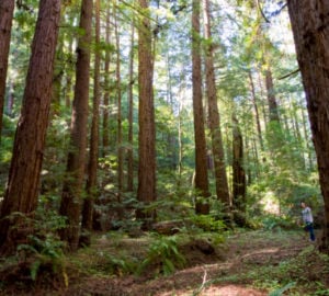 Phleger Estate offers trails through a lovely younger redwood forest like this one.