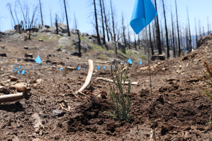 giant sequoia seedling at Alder.