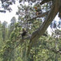 Scientists of the Redwoods and Climate Change Initiative map a giant sequoia in Calaveras Big Trees State Park. Mapping helps scientists understand how much carbon the forest contains and helps them assess forest health and growth. Photo by Stephen C. Sillett