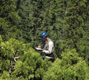 Here at the League, we love learning about the forest! Photo of RCCI researcher collecting data, by Steve Sillett.