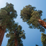 Giant Sequoia treetops against a blue sky