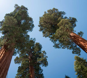 Giant Sequoia treetops against a blue sky
