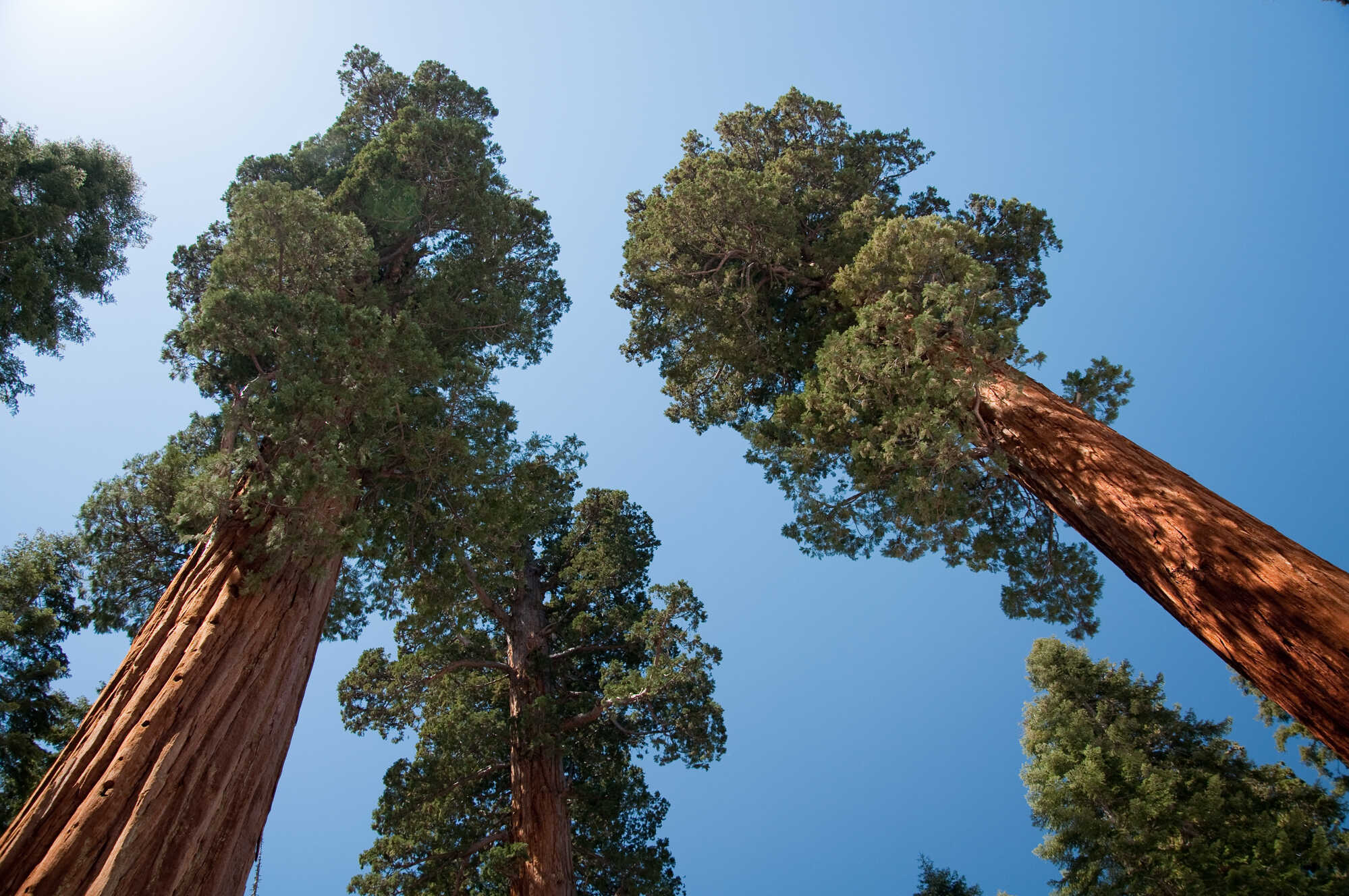 Giant Sequoia treetops against a blue sky