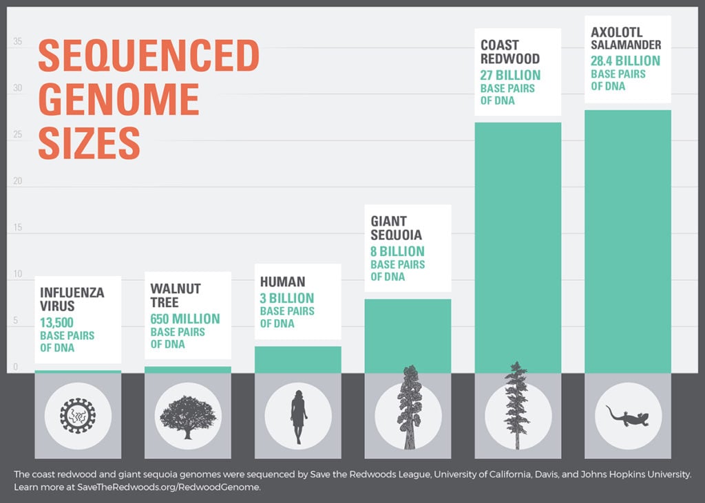 Sequenced Genome Sizes: The coast redwood and giant sequoia genomes were sequenced by Save the Redwoods League, University of California, Davis and Johns Hopkins University.