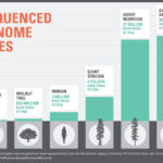 Sequenced Genome Sizes: The coast redwood and giant sequoia genomes were sequenced by Save the Redwoods League, University of California, Davis and Johns Hopkins University.